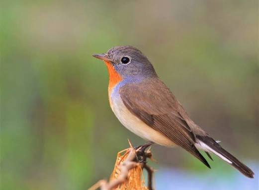 Red-breasted flycatcher